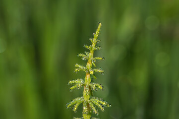 Closeup of green horsetail plant covered with morning dew drops on green background