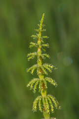 Closeup of green horsetail plant covered with morning dew drops on green background
