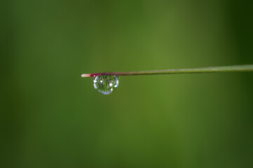 Dew drop on top of blade of grass on blurry background in the green meadow