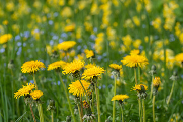 Obraz premium Closeup of spring meadow with blooming yellow dandelions and cowslips and blue forget-me-nots