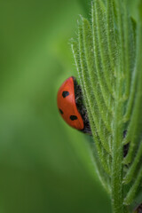 Closeup of red ladybird on young leaf of tufted vetch in  green meadow