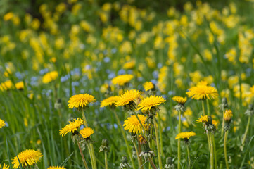 Closeup of spring meadow with blooming yellow dandelions and cowslips and blue forget-me-nots