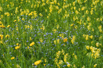 Closeup of spring meadow with blooming yellow dandelions and cowslips and blue forget-me-nots
