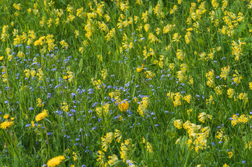 Closeup of spring meadow with blooming yellow dandelions and cowslips and blue forget-me-nots