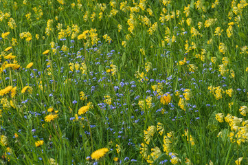 Closeup of spring meadow with blooming yellow dandelions and cowslips and blue forget-me-nots