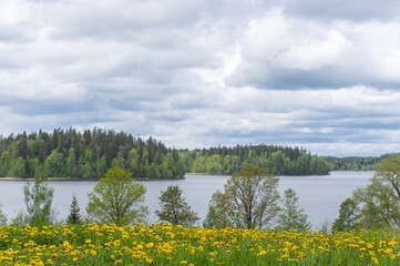 Rain clouds over the lake on spring day. Trees on lake shore, and meadow with yellow dandelions in foreground
