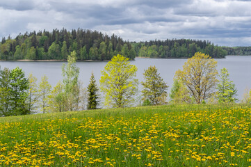 Rain clouds over the lake on spring day. Trees on lake shore, and meadow with yellow dandelions in foreground
