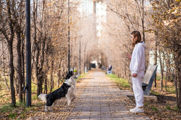 Fototapeta premium Caucasian woman walking with a dog in the park in autumn. The Border Collie jumps very high.