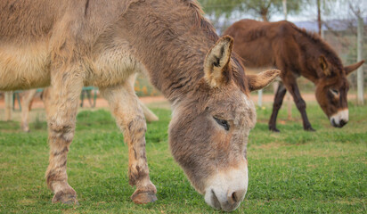 Two brown donkeys eating grass on a farm.