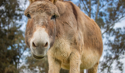 Portrait of a cute funny donkey with tree background.