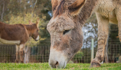 Two donkeys eating grass on a farm.