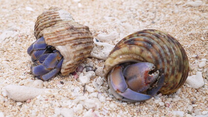 沖縄　古宇利島　オカヤドカリ