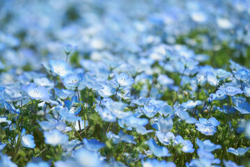 開花したネモフィラの春