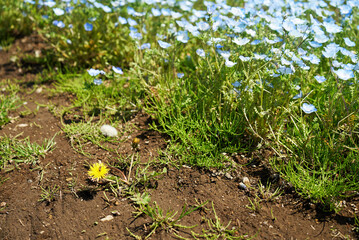 ネモフィラ畑のそばに咲くタンポポの花
