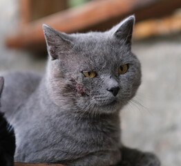 A mongrel disgruntled cat with a torn cheek, side view. The wound is untreated. The topic of diseases and injuries of pets and veterinary medicine.