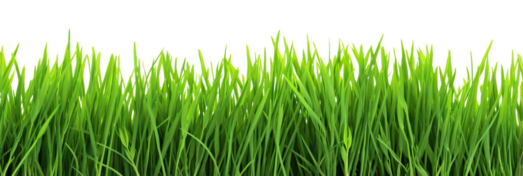 Green fresh lawn grass, cut out