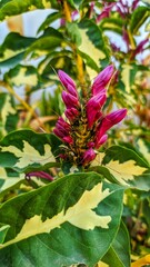 Purple flower an green leaves