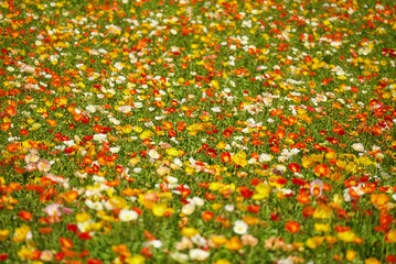 一面に広がるポピーの花