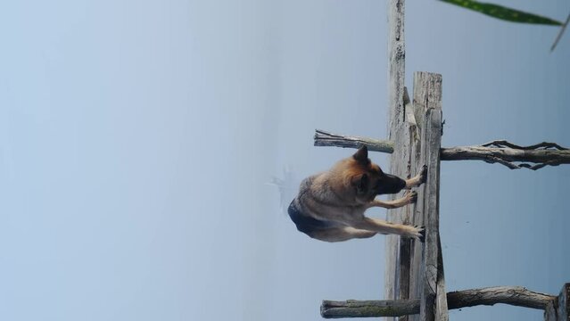 German shepherd dog stays and walks on wooden pier over lake or river in fog at morning, golden hour light sunrise. Trip with a pet to nature. Pretty pet in nature landscape. 4k vertical footage