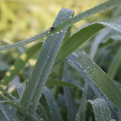 Green  plant with drops