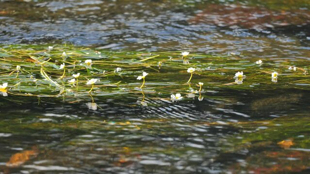 Water Lillies Floating in A River Wilderness in Austria Europe