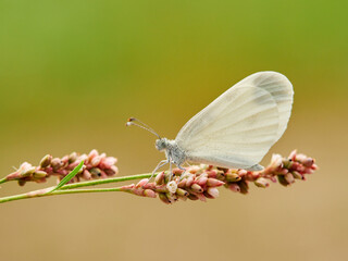 The Wood White. Genus Leptidea. 