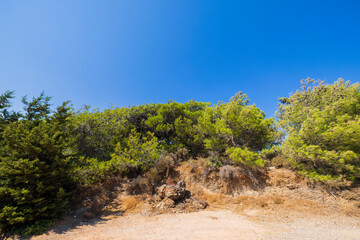 Fototapeta na wymiar Beautiful view of mountain green pine trees on island of Rhodes near mountain road. Greece.