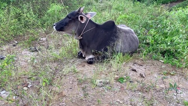 A black cow grazes in the yard of a house in the village.