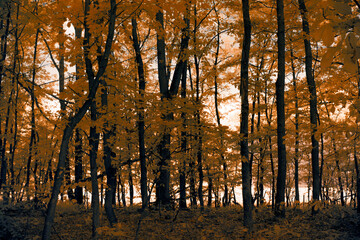 An infrared photo of a forest in the fall and winter.