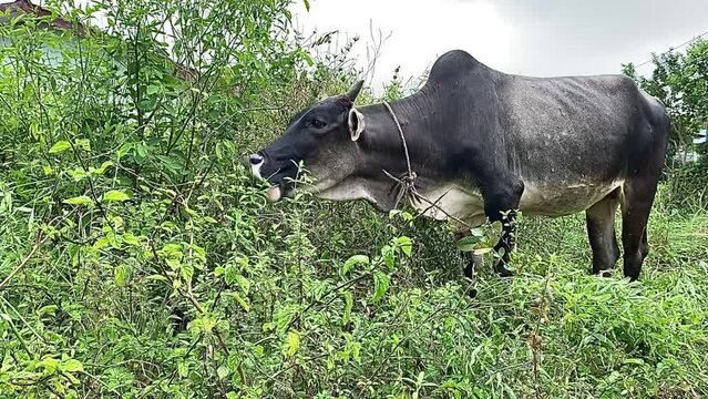 A black cow grazes in the yard of a house in the village.