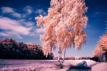 An infrared photo of a cherry blossom tree in the middle of a field