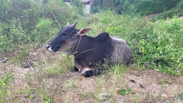 A black cow grazes in the yard of a house in the village.