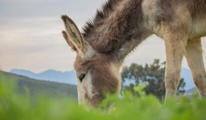 Donkey eating grass on a farm with mountains in the background.