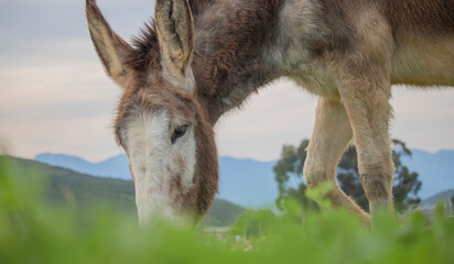 Donkey eating grass on a farm with mountains in the background.