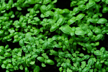 Basil seedlings.