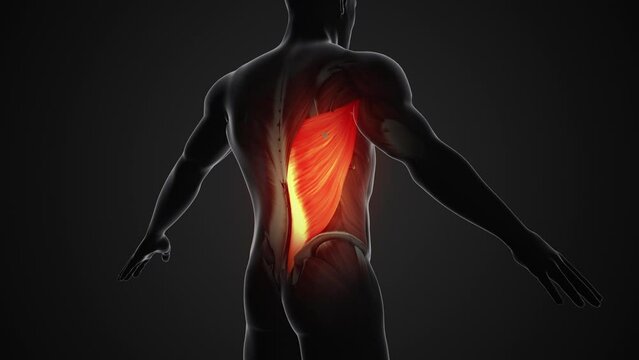 Pain and injury in the Latissimus Dorsi Muscles