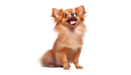 Obraz premium pomeranian spitz puppy isolated on transparent background cutout