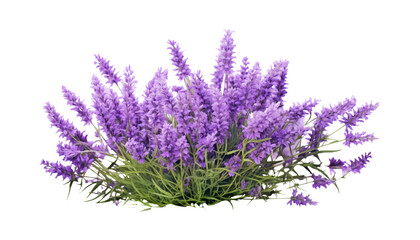 Fototapeta premium lavender flower isolated on transparent background cutout