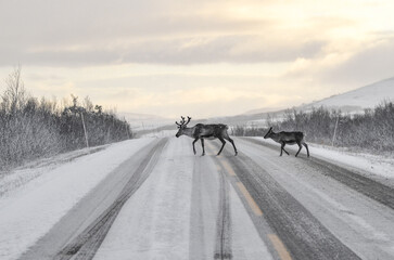 Reindeer family walk across the snow-covered road at the north of Norway - wildlife behind the...