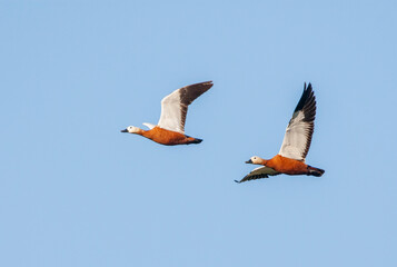 Ruddy Shelduck, Tadorna ferruginea