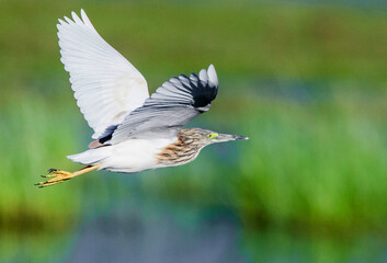 Squacco heron, Ardeola ralloides