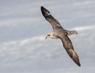 Northern Fulmar, Fulmarus glacialis