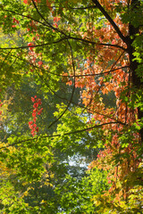 beauty red leaves on tree branches.