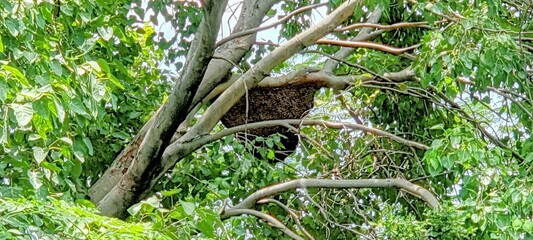 a swarm of bees in a tree.