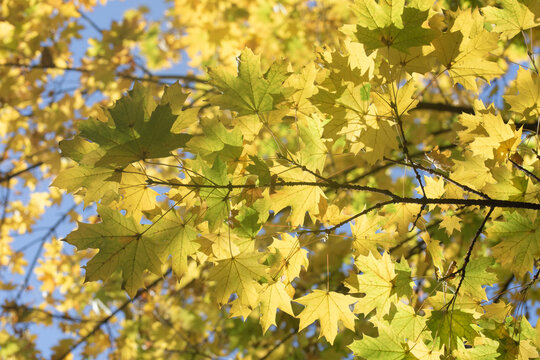 yellow maple leaves on the branches, blue sky.
