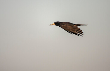 Rook, Corvus frugilegus frugilegus