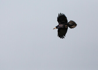 Rook, Corvus frugilegus