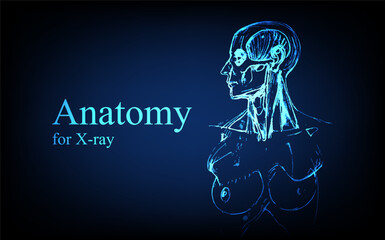 Obraz premium Human anatomy in front on x ray view. Anatomy human body connection, Medical, educational or science banner on futuristic blue background, Vector hand drawn illustration