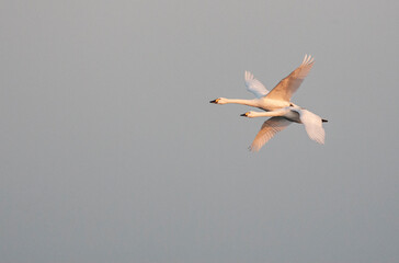 Bewick's Swan, Cygnus bewickii)