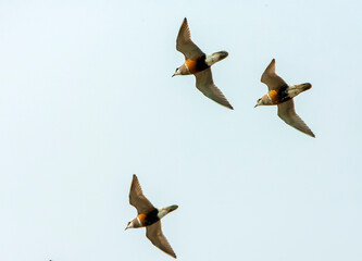 Eurasian Dotterel, Charadrius morinellus